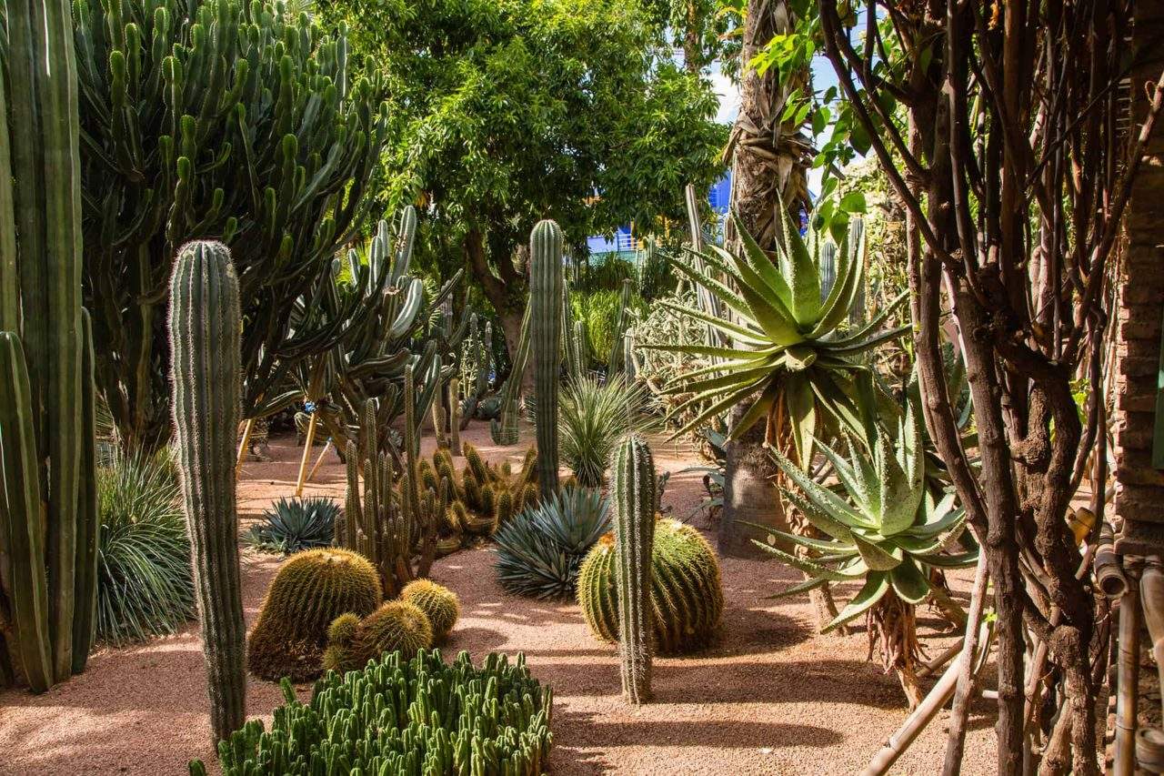 foret-cactus-marrakech foret-cactus-marrakech